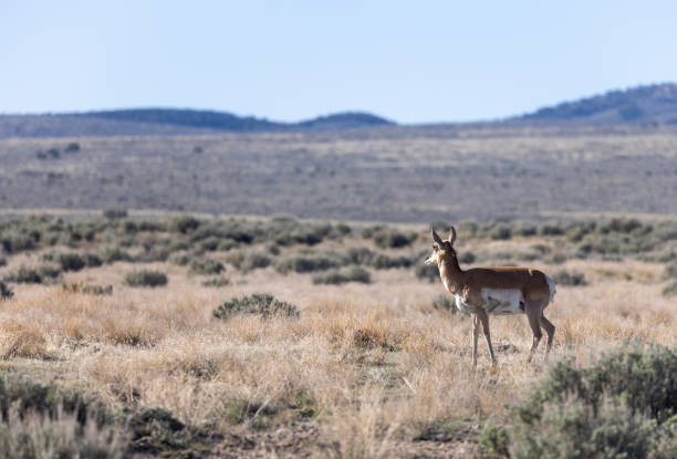 istock Pronghorn Antelope Doe in Utah 1329740348