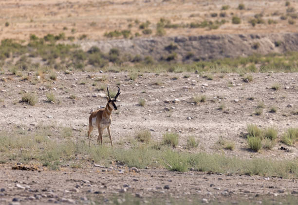 istock Pronghorn Antelope Buck in Utah 1329743293