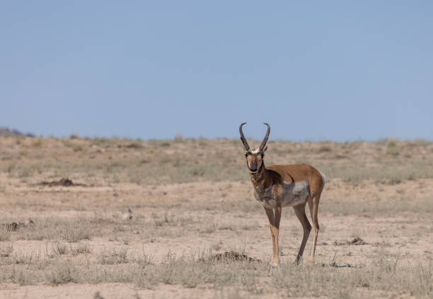 istock Pronghorn Antelope Buck in Utah 1329743965