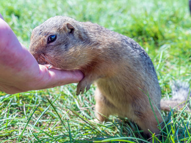 istock European gopher is eating sunflower grains from human hand. 1329744224