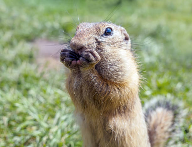 istock European gopher on the lawn is looking at camera. 1329744225
