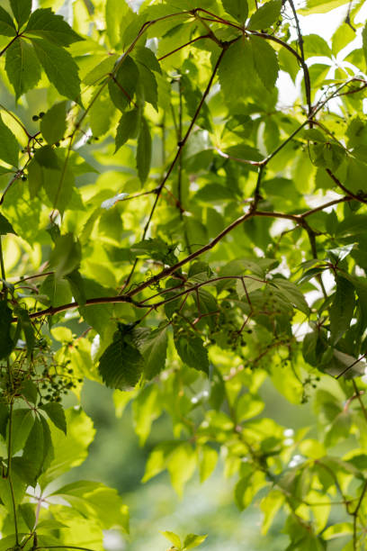 istock Young grape plant - view from window, sunny day. Green leaves background. 1329745491
