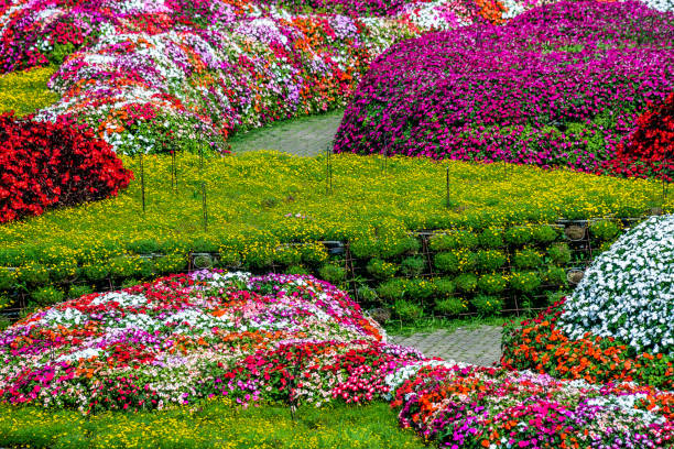 istock A brick stone pathway in vivid multi color blossom various flowers garden 1329746135