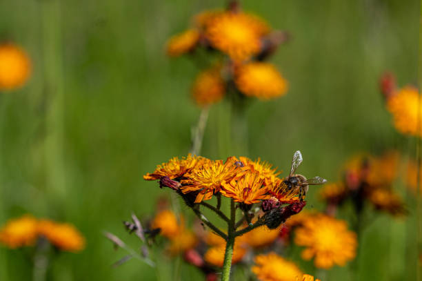 Vibrant orange, pilosella aurantiaca, orange hawk bit, devil's paintbrush wild flower