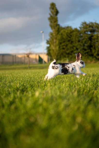 A white rabbit running across a field in the UK