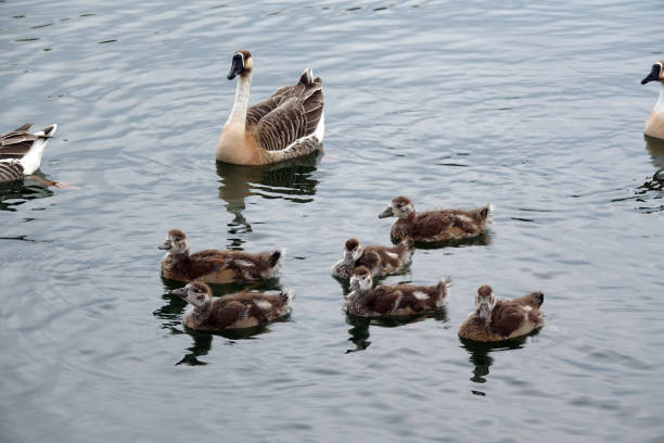 istock Egyptian goose family 1329747127