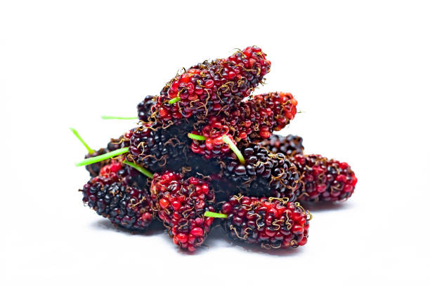 Mulberry fresh isolated on white background. Fresh fruits background. stock photo