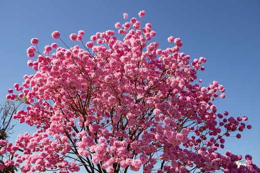 Goiânia, Goias, Brazil – July 17, 2021: Detail of a flowering purple ipe with a blue sky in the background. Handroanthus impetiginosus