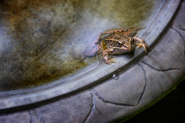 A small frog cools off in water of a backyard birdbath.