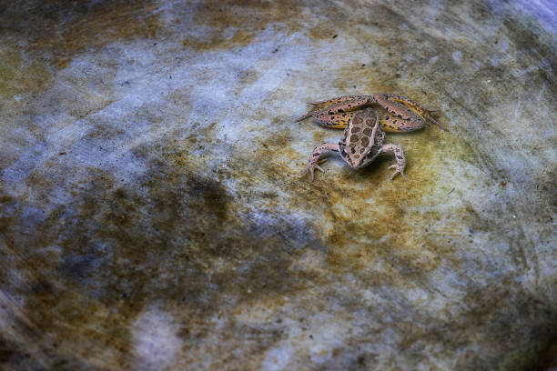 istock Frog in a garden birdbath 1329749259
