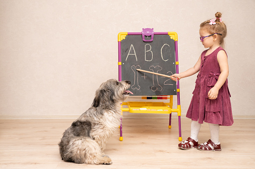 a little girl teacher loves to teach pets and shows her dog something on the blackboard. She explains very carefully to her shaggy pet and points with a pointer. The dog is already tired of learning and she looks somewhere to the side.
