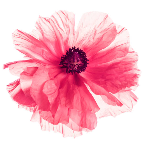 Pink Breadseed Poppy (Papaver Somniferum) flower.