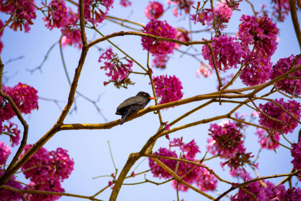 A bird called Black-fronted Nunbird, resting on a flowering pink ipe branch. Chora-chuva-preto. (Monasa nigrifrons)