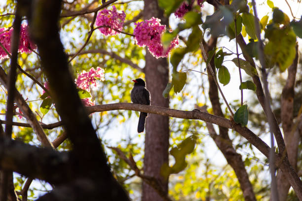 istock A bird resting on a flowering branch. 1329752936