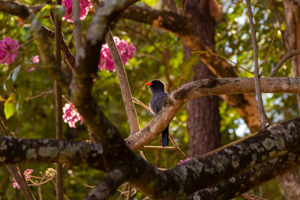 istock A bird resting on a flowering branch. 1329753012