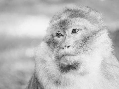 Portrait of a barbary macaque, looking at the left, sad look