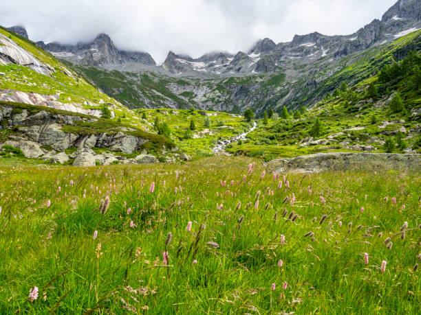 istock Alpine valley in Val Masino 1329756087