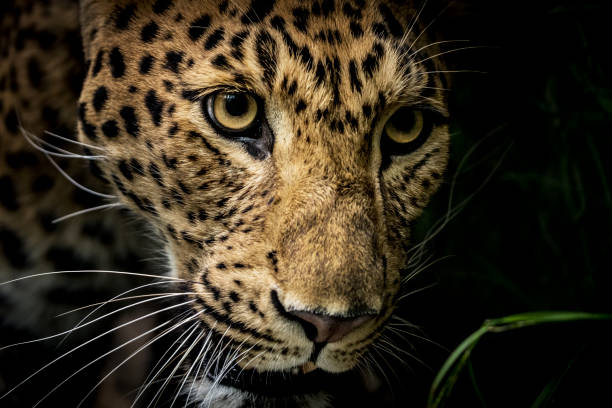 lampart czołga się po krzakach - leopard horizontal snout fur zdjęcia i obrazy z banku zdjęć