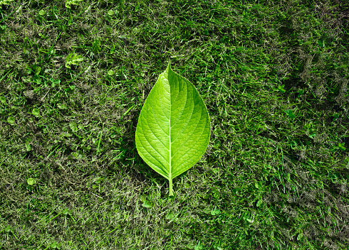 Abstract macro full frame shot of the natural organic pattern of a Iris plant leaf.