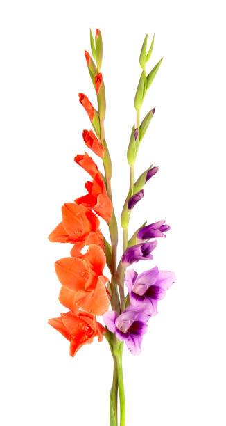 fiori di gladiolo viola e arancione isolati su sfondo bianco. bellissimi fiori estivi. - flower purple gladiolus isolated foto e immagini stock