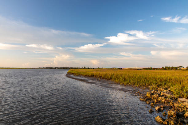 istock Marshy Shore on North Florida Barrier Island 1329760240