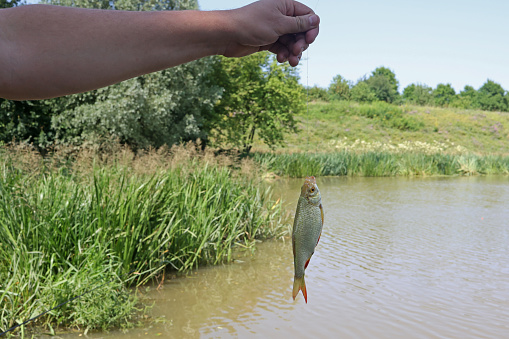 A fisherman holds a caught fish on a line.