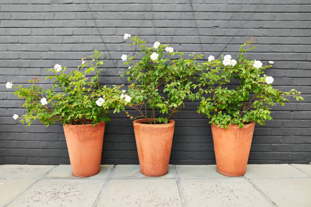 Three rose bushes planted in large terracotta pots sitting in front of a black brick wall outside on a patio