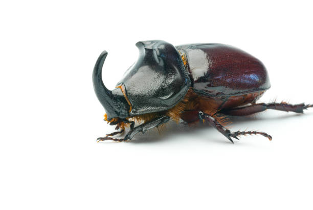 istock Rhino beetle close-up isolated on white background 1329762050