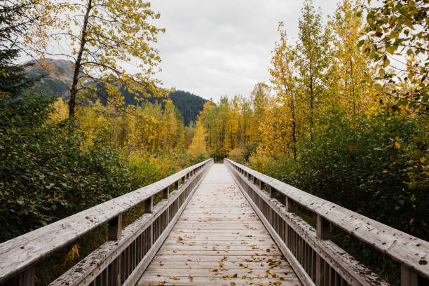 istock wooden bridge in autumn forest 1329762244