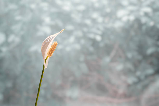 spathiphyllum: 평화 백합과 여성의 행복이라고도 불리는 하얀 향기로운 꽃. 밝은 배경에서 격리됩니다. 공간을 복사합니다. - peace lily lily stamen single flower 뉴스 사진 이미지