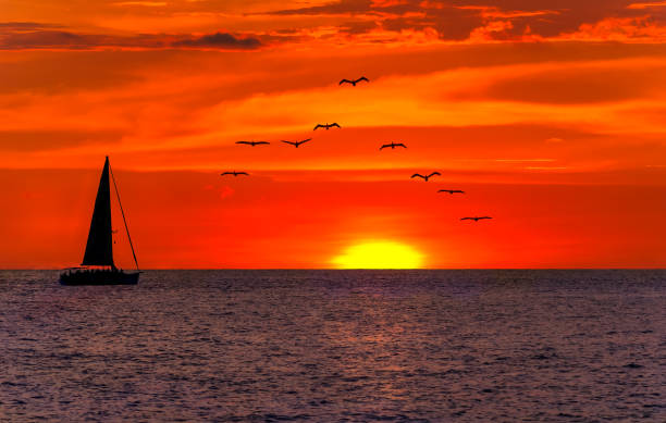 istock Sunset Sailboat Ocean Bird Nature Landscape 1329763347