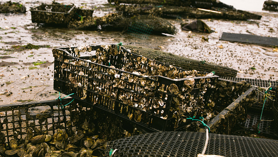 Oyster beds and oyster farming in Wellfleet MA