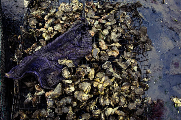 Oyster farming in Wellfleet Massachusetts