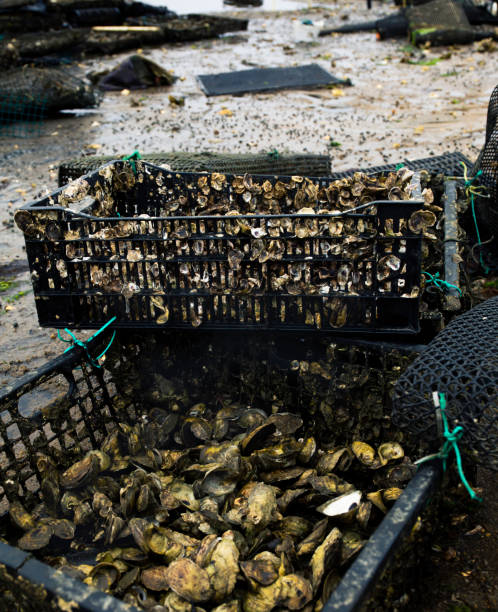 istock Oyster farming in Wellfleet Massachusetts 1329764259