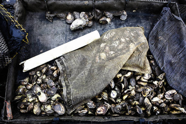 istock Oyster beds in Wellfleet Massachusetts 1329764295