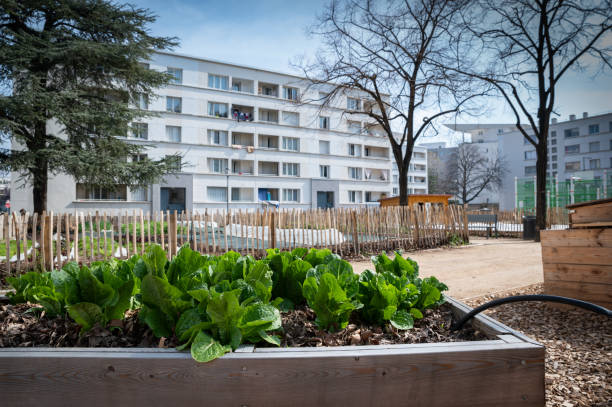 istock Gardening vegetable container in a city 1329765031