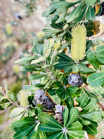 Vertical closeup photo of Banksia flowers and seed cones growing on a tree next to the beach at Byron Bay, popular travel destination on the north coast of NSW. Aboriginal people use the Banksia flower as a source of sweet nectar.