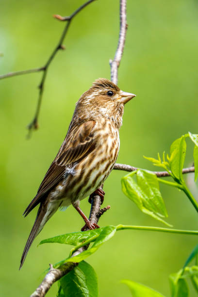 istock Female Purple Finch 1329765184
