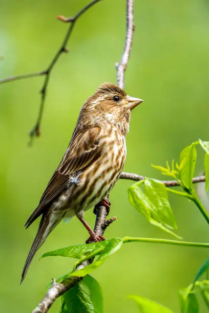 A perching female purple finch during the spring.