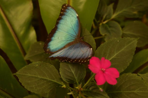 morpho peleides - blue silk morpho butterfly photos et images de collection