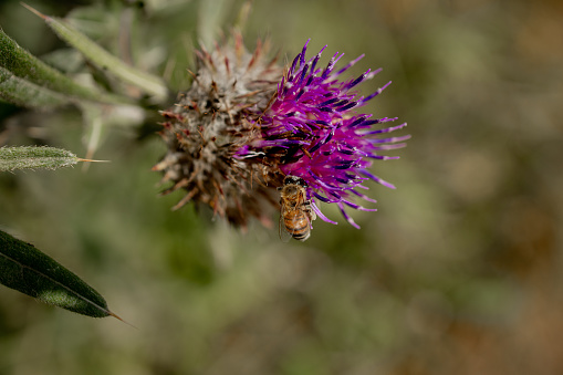 Close up of Bee collects honey from thistle, macro.