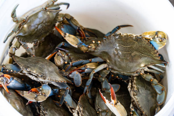 istock Fisherman's catch - crabs from the sea. 1329770182