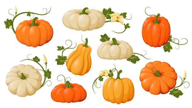 Pumpkins. Varied and colorful pumpkins set. Vector illustration Pumpkins. Varied and colorful pumpkins set. Orange and yellow autumn pumpkins, symbol of autumn, agricultural harvest. Design element for Thanksgiving and Halloween. Isolated. Vector illustration gourd stock illustrations