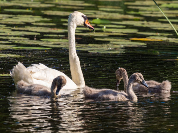 istock Swan with cubs at pond 1329771254