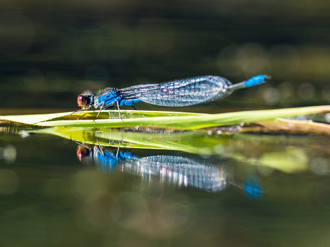 close up dragonfly on a rock in stream river, nature background