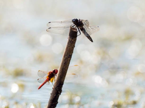 Southern Hawker Dragonfly flying over a lake in Gosforth Park Nature Reserve in springtime.