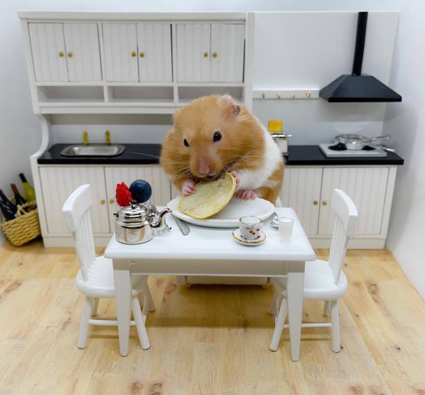 Funny Hamster Stock Photos, Pictures & Royalty-Free Images - iStock