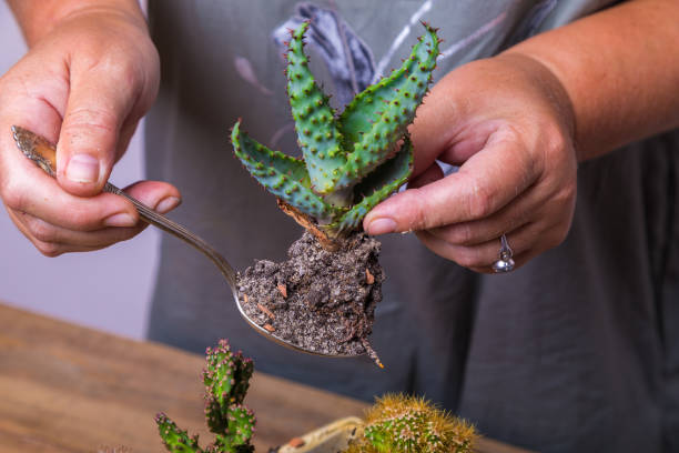 istock A woman transplants a cactus flower into a small figured flower pot. 1329772936