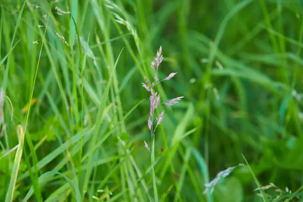 Photo of The meadow grass tall fescue (Festuca partensis) in spring. The beautiful wallpaper of Red fescue (Festuca rubra)The meadow grass tall fescue (Festuca partensis) in spring. The beautiful wallpaper of