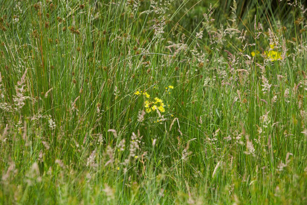 the meadow grass tall fescue (festuca partensis) in spring. the beautiful wallpaper of red fescue (festuca rubra)the meadow grass tall fescue (festuca partensis) in spring. the beautiful wallpaper of - fescue imagens e fotografias de stock